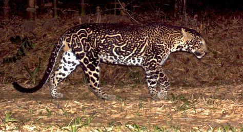 A leopard cannot change its spots, but can still sport a designer look. A leopard with black spots that resemble a ‘mehandi’ design was spotted at the Parambikkulam Tiger Reserve in Palakkad district in the summer of 2012. King Cheetah, Melanistic Animals, Rare Cats, Cat Reference, Genetic Mutation, Big Cats Art, Mehandi Design, Rare Animals, Kerala India