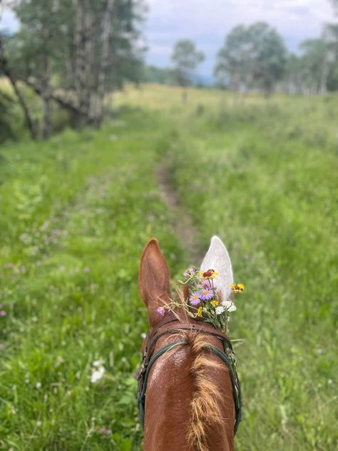 Horse Flowers, Dream Stables, Horse Ears, Cowboy Like Me, Cowboy Aesthetic, Beautiful Horse Pictures, Preppy Girls, Wolf Quotes, Horse Pics