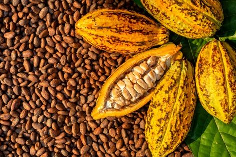 Aromatic cocoa beans as background, coco... | Premium Photo #Freepik #photo #background #food #tree #texture Cocoa Fruit, American Chocolate, Cocoa Beans, Chocolate Fruit, Cacao Beans, Raw Cacao, Theobroma Cacao, Healthy Chocolate, White Beans