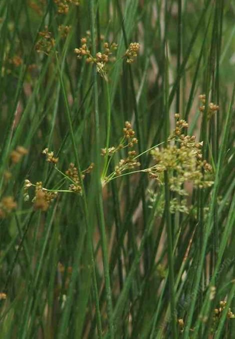 Juncus effusus (Common Rush) Rainfall: 40-1500cm, Max. Height: 0.3-1.0m, Max. Width: 0.3-0.5m. Full sun-to-part shade, typically riparian, evergreen. Carrie Jensen recommended. Foundation or Accent Plant. Priority: High. Juncus Effusus, Rush Plant, Pond Plants, Plant List, Landscaping Plants, Fern, Front Yard, Rush, Foundation