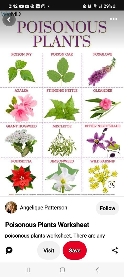 Deadly Plants For Humans, Poisonous Plants Tattoo, Poison Plants, Wild Parsnip, Deadly Plants, Plants Worksheets, Poison Oak, Stinging Nettle, Plant Tattoo