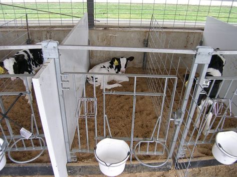 Types of Housing Systems for Nursing Calves – The Dairyland Initiative Cattle Housing, Dairy Cattle, Cattle Ranching, Cattle Farming, Sheep Farm, Feeding Station, Farm Design, Farms Living, Dairy Farms