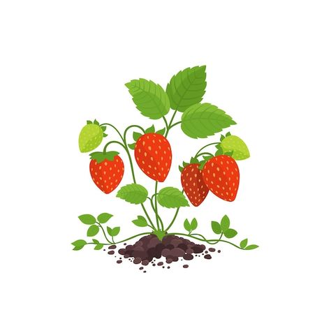 Vector garden strawberry bush plant with... | Premium Vector #Freepik #vector #strawberry-plant #plant-growth #gardening #growing-plant Strawberry Plant Drawing Simple, Strawberry Garden Drawing, Strawberry Plant Illustration, Strawberry Bush Plants, Strawberry Plant Drawing, Strawberry Growing, Vector Garden, Strawberry Bush, Garden Strawberry