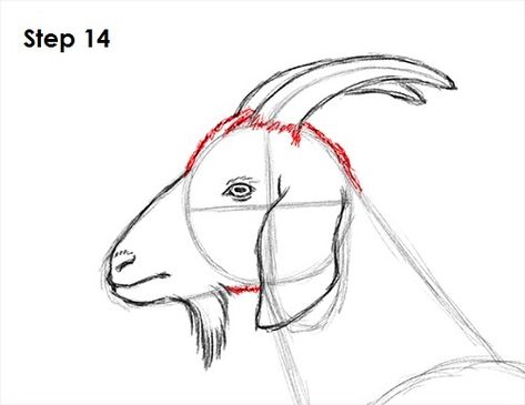 Draw A Goat, Head Step By Step, Goat Drawing, Horse Head Drawing, Goat Paintings, Animal Tutorial, Goat Head, Goat Art, Garden Poles