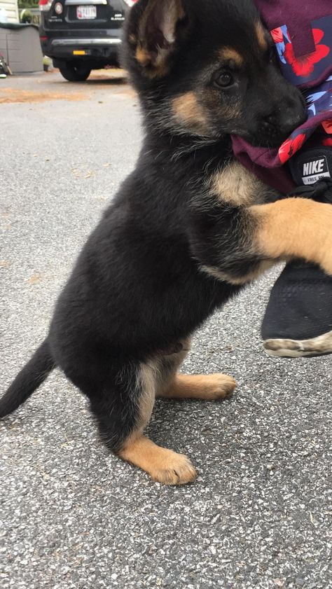 GSD Puppy Baby German Shepherds, Gsd Puppy, Name Suggestions, Cute Animals Puppies, Cute Dog Pictures, Baby Puppies, Cute Dogs And Puppies, Shepherd Puppies, German Shepherd Puppies