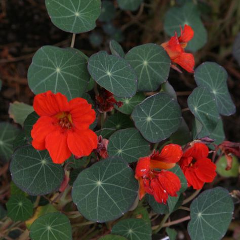 nasturtium empress of india Tropaeolum Majus, Fine Gardening, Fast Growing Plants, Organic Seeds, Annual Plants, Types Of Soil, Planting Seeds, Flower Seeds, Hanging Baskets