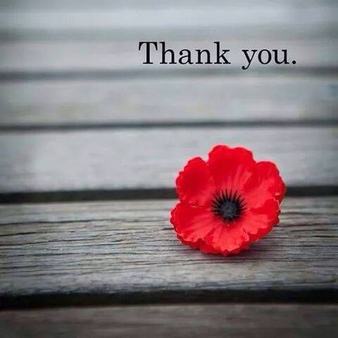 For all who gave and those you continue to give! Thank you is never enough. Remembrance Day Images, Memorial Day Poppy, Remembrance Day Pictures, Remembrance Day Quotes, Remembrance Day Art, Remembrance Day Poppy, Thank You Wishes, Thank You Images, Remembrance Sunday