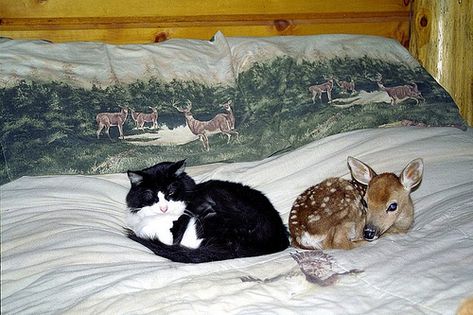 baby deer with cat | Flickr - Photo Sharing! Two Animals, Two Cats, A Deer, Oh Deer, Silly Animals, Baby Deer, Cane Corso, Sphynx, Wild Life