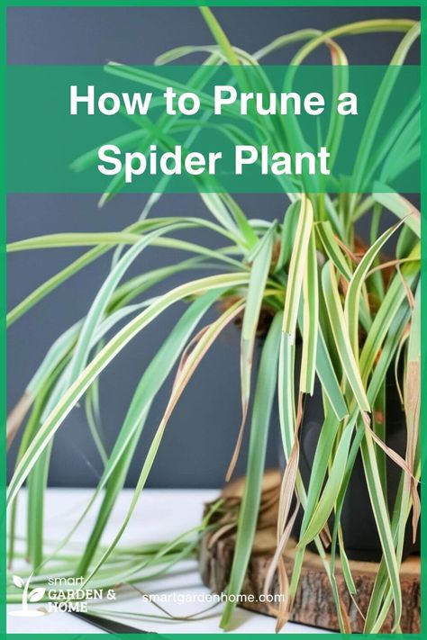 Keep your spider plant thriving with proper pruning techniques!  Learn why and how to trim for a healthier, more beautiful plant! Spider Plant Benefits, Spider Plant Care, Spider Plant Babies, Composting Methods, Houseplant Care, Outside Plants, Spider Plant, Garden Compost, Smart Garden