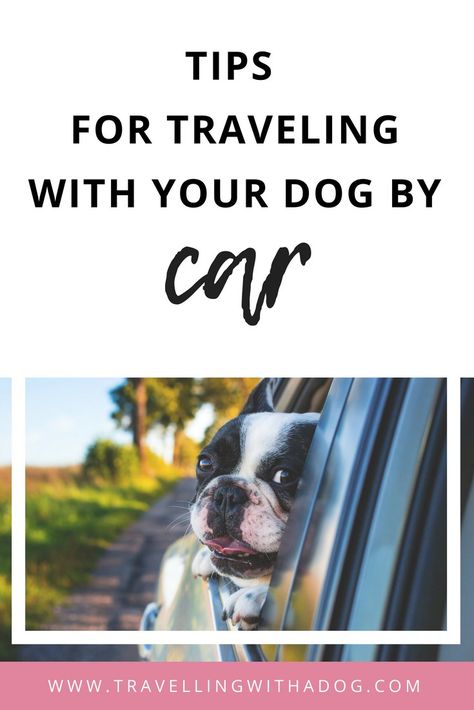 How to travel with your dog in the car including how to overcome car sickness in dogs and how to train dogs to love car rides and car safety for dogs! Dog Friendly Vacation, Pet Friendly Vacations, Car Sick, Flying Dog, Tips For Traveling, Pet 1, Dog Brain, Pet Hacks, Dog Parents