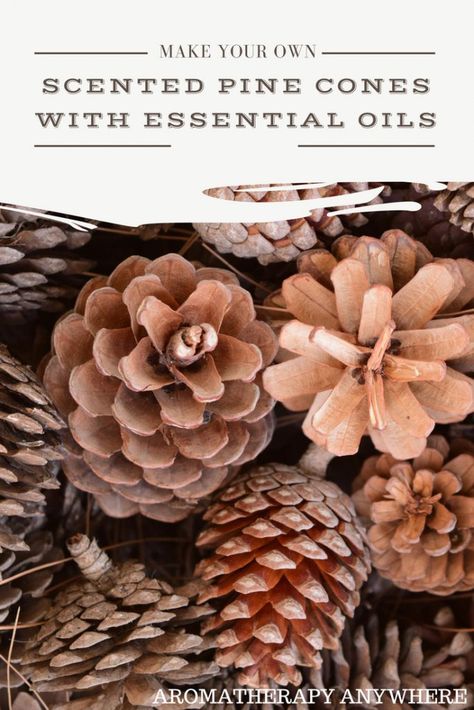 How To Make Scented Pine Cones With Essential Oils - Aromatherapy Anywhere Oils For Headaches, Scented Pine Cones, Scented Pinecones, Christmas Primitive Crafts, Coconut Oil For Acne, Diy Scent, For Headaches, Pine Cone Art, Essential Oils For Headaches