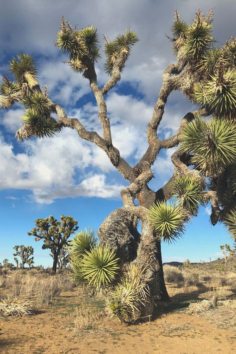 Frankincense Tree, Tree Reference, Cactus Tree, Tree Town, Desert Trees, Twentynine Palms, Cactus Painting, Southwest Desert, National Parks Usa