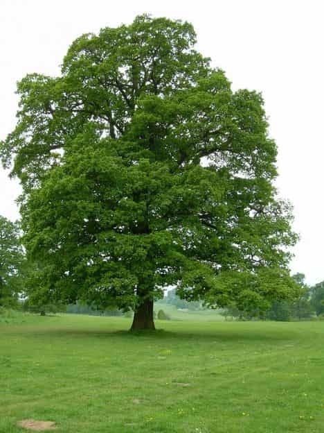 Post Oak Tree are usually found in soils that are low-fertility, dry, and sandy. English Oak Tree, Black Oak Tree, Red Oak Tree, Willow Oak, White Oak Tree, Trees Beautiful, Folk Medicine, Tree Seedlings, Sloped Garden