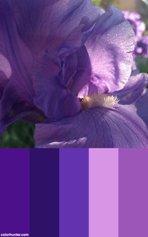 Irises+Are+So+Sparkly+Up+Close!+Color+Scheme Iris Color Palette, Butterfly Pallet Color Palettes, Iris Watercolor Painting Irises, Purple Iris Painting, Iris Versicolor, Summer Color Palette, Iris Flowers, Summer Colors, Colorful Flowers