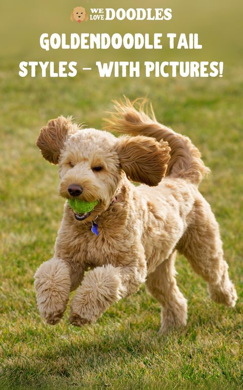 Are you studying up on Goldendoodles before adopting one? Good for you! Goldendoodles are adorable dogs with curly, colorful coats. They even have fun Goldendoodle tail styles! An essential part of owning a Goldendoodle is grooming every inch of its fur, including its tail. Golden Doodle Tail Grooming, Goldendoodle Tail Grooming, Golden Doodle Grooming Styles, Goldendoodle Grooming, Poodle Cuts, Puppy Cut, Grooming Style, Love Doodles, Mini Goldendoodle