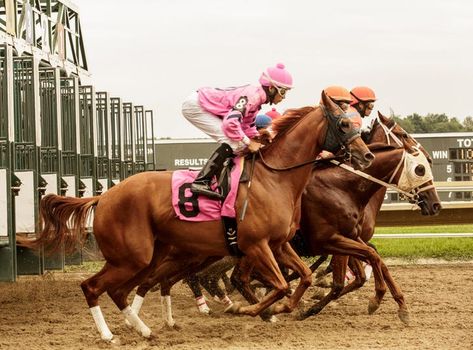 Female Jockeys Triple Crown Races Pictures Racing Photoshoot, Cute Moth, Elsie Silver, Thoroughbred Horse Racing, Race Horse, Thoroughbred Horse, Kentucky Derby Hats, Triple Crown, Photo Series