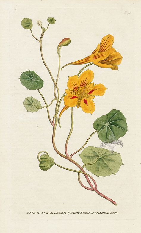 Tropaeolum Minus. or Indian-Cress. from William Curtis Botanical Magazine 1st Edition Prints Vol 1-6 1787 Botanical Flowers Print, Botanical Print Set, Vintage Botanical Prints, California Poppy, Scientific Illustration, Botanical Drawings, Plant Illustration, Botanical Flowers, Vintage Botanical