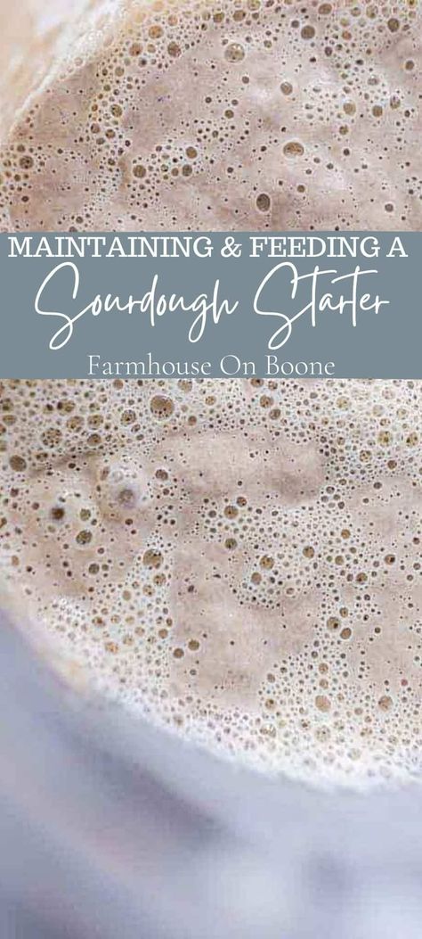 Join me as I teach you all about maintaining and feeding a sourdough starter. Every week I receive hundreds of questions about how to care for a sourdough starter, so I decided to add all the questions and answers into this post as a reference for those who are just starting out with sourdough. #farmhouseonboone #sourdoughstarter #feedingsourdoughstarter #sourdough How Do You Feed Sourdough Starter, Sourdough Feeding Schedule Chart, How Often To Feed Sourdough Starter, Vegan Sourdough Starter Recipes, Sourdough Starter Mold, Flour For Sourdough Starter, Sourdough Starter Troubleshooting, Sourdough Starter Maintenance, Best Flour For Sourdough Starter