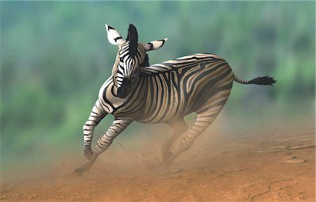 Zebra Running, Mountain Zebra, Plains Zebra, Running Speed, Serengeti National Park, Baby Zebra, Masai Mara, River Bank, Wild Horses