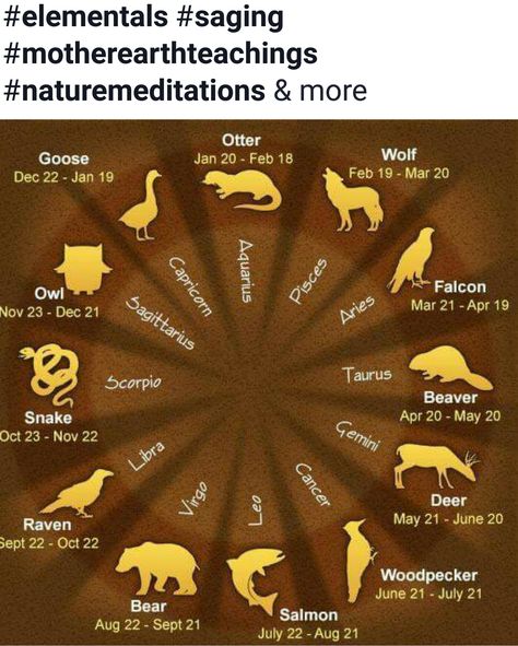 As an Aries,  I'm Falcon. I have always flown as a falcon.  I enjoy freedom even tho as an Aries I also like being with my children and mate. . I have OCD trates, lazy trates, a business oriented mind, a big heart. . #InspiredExpression #spirituallifecoach #Shaman #earthangel #Minister #Priestess #lightworker #empath #intuitive #licensedcoach #Gypsy #certifiedTarotreader #certifiedinEFT #spiritanimals #elementals #saging #motherearthteachings #naturemeditations & more Native American Astrology, Taurus And Scorpio, Zodiac Sign Tattoos, Traditional Tattoo Flash, Earth Angel, Tarot Readers, Spiritual Life, Big Heart, Empath