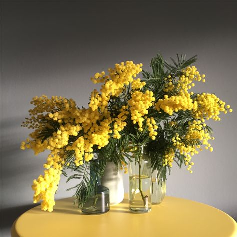 Yellow Mimosa Flower, Mimosa Flower Arrangement, Mimosa Arrangement, Camp Wandawega Wedding, Bergamot Flower, Yellow Mimosa, Mimosa Flowers, Mimosa Tree, Mimosa Flower