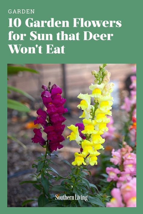 Protecting Flowers From Deer, Flowers Deer Wont Eat, Small Front Garden Border Ideas, Deer Proof Flower Garden, Deer Resistant Bulbs, Deer Resistant Perennials Sun, Deer Resistant Spring Bulbs, Plants Deer Wont Eat, Deer Resistant Flowers Perennials