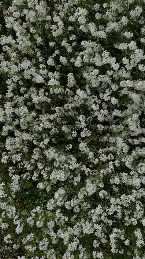 flowers, field, green, white Buckwheat Flower Aesthetic, White Flowers Field, White Green Aesthetic, Field Of White Flowers, White Flower Field, Buckwheat Flower, Flowers Field, Asthetic Picture, Field Of Flowers