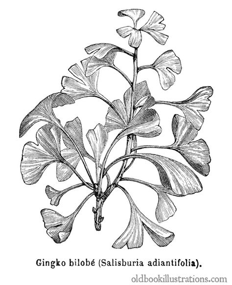 Ginkgo biloba | Old Book Illustrations Behind Pictures, Ginkgo Biloba Tree, Old Book Illustrations, Tree Tattoo Arm, Coniferous Trees, Ginko Biloba, Left Arm Tattoos, Large Trees, Ginkgo Tree