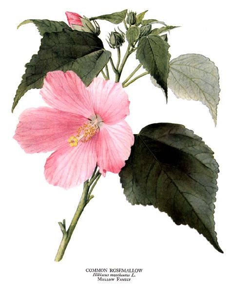 Common Rosemallow Hibiscus Flower Drawing, Drawing Plants, Plants Drawing, Pencil Drawings Of Flowers, Trendy Plants, Flower Line Drawings, Plant Tattoo, Flower Sketches, Leaf Drawing