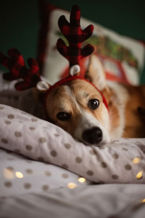 Corgi Wallpaper, Corgi Sploot, Animal Photoshoot, Corgi Christmas, Cute Small Animals, Puppies And Kitties, Dog Christmas Gifts, Dog Photography, Christmas Animals