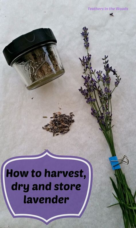 Outdoor Garden Decor Ideas, Lavender Harvest, Harvesting Lavender, Dry Lavender, Tea Lavender, Lavender Uses, Lavender Crafts, Lavender Leaves, Harvesting Herbs