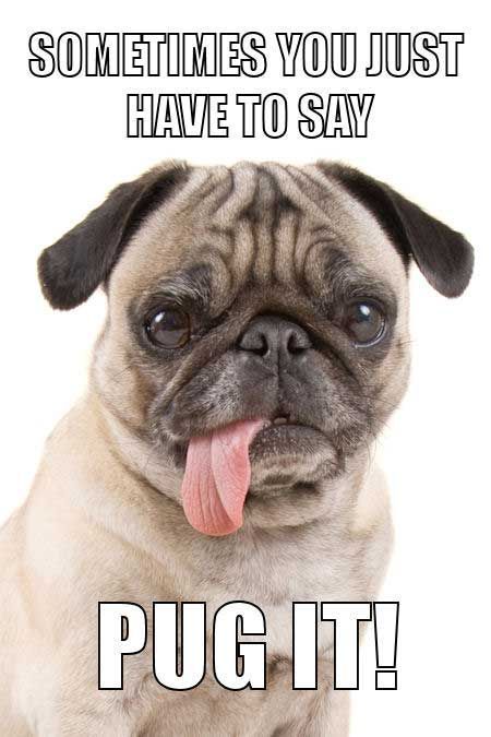 Dog Humor Hilarious, Pug Quotes Funny, Dog Memes Hilarious, Hachiko A Dog's Story, Pug Quotes, Pug Meme, Puggle Dogs, Funny Dog Faces, Dog Humor