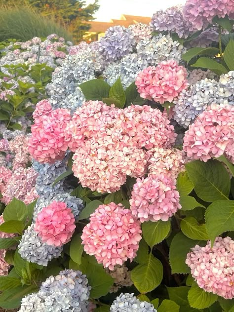 Pink Hydrangea Aesthetic, Potted Hydrangea Care, Hydrangeas Aesthetic, Hydrangea Planting, Friend Template, Plants Tattoo, Plant Bedroom, Plant Tattoos, Hydrangea Potted