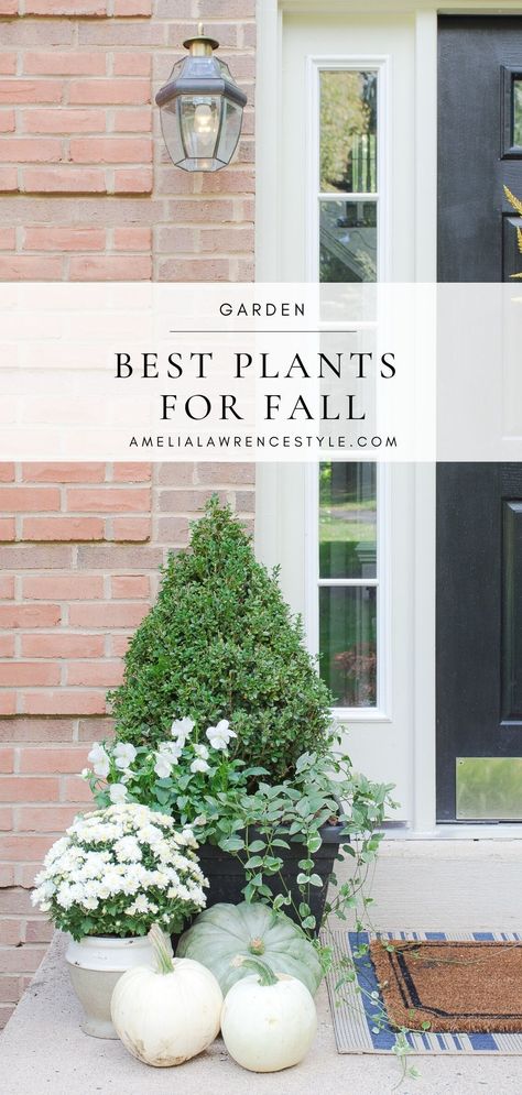 Fall Porch Plant, Fall Potted Plants Front Porches, Fall Potted Plants, Front Door Plants, Fall Pots, Front Door Planters, Front Porch Plants, Porch Trees, Fall Planting