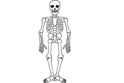 Drawing skeleton: Easy, Realistic, Head and Step By Step Simple Skeleton Drawing, Skeleton Head Drawing, Drawing A Skeleton, Skeleton Drawing Easy, Draw A Skeleton, Simple Skeleton, Drawing Skeleton, Head Drawings, Skeleton Sketch