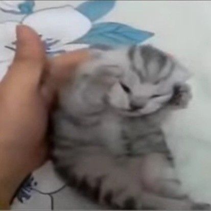 Headache, Cat Memes, Cat Lovers, Kittens, Kitty, Memes, Funny, Animals