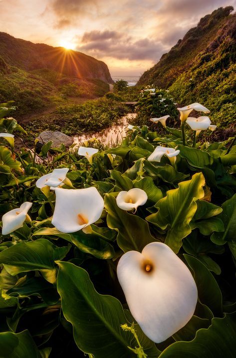 Tips for focus stacking. Depth Of Field Photography, Deep Depth Of Field, Photoshop Landscape, Field Photography, Beautiful Landscape Photography, Fine Art Landscape Photography, Landscape Photography Tips, Big Sur California, Multiple Exposure