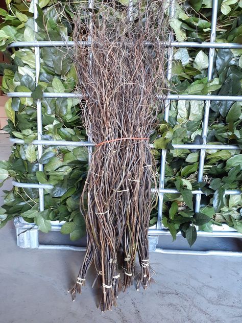 Buy Online High quality and Fresh Curly Willow Natural - Greenchoice Flowers Carnation Centerpieces, Curly Willow Branches, Willow Flower, Diy Lemonade, Flower May, Broom Corn, Flower Identification, Curly Willow, Willow Branches