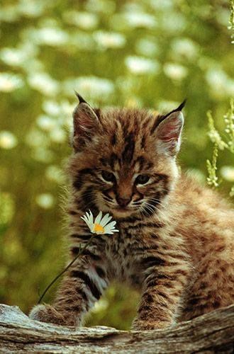 Baby Bobcat, Lynx Kitten, Here Kitty Kitty, Kitty Kitty, Animal Planet, Amazing Animals, Beautiful Cats, Beautiful Animals, 귀여운 동물