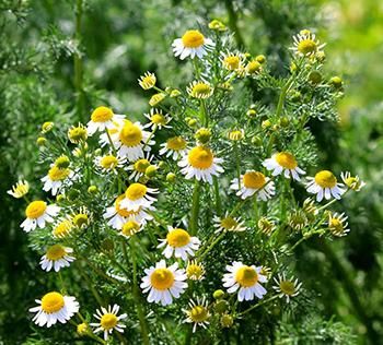 10 Medicinal Herbs to Plant in Early Spring - The Lost Herbs Chamomile Lawn, Chamomile Growing, Chamomile Seeds, Chamomile Plant, Lawn Alternatives, Herbal Plants, Roman Chamomile, Perennial Herbs, Chamomile Tea