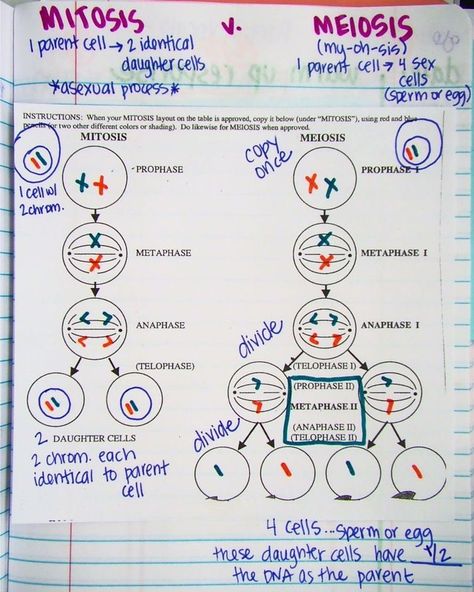 Meiosis Activity, Mitosis Activity, Biology Revision, Biology Classroom, Medical Student Study, Ap Biology, Cell Division, Biology Lessons, Teaching Biology