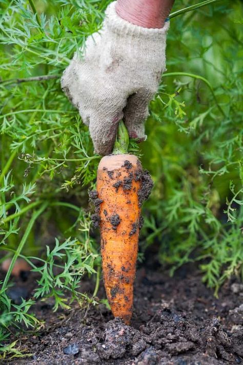 Is it Ready Yet? 30 Common Vegetables & When to Harvest Them