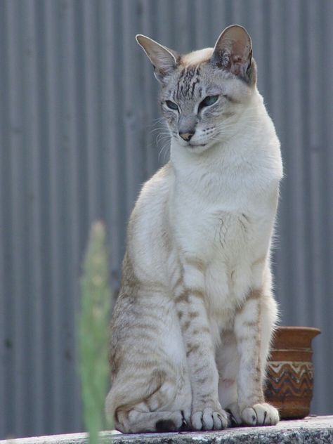 Siamese Wcue Morph, Lynxpoint Siamese, Lynx Point Cat, Dr Pets, Lynx Point Siamese, Snowshoe Cat, Cat References, Cat Language, Dream's Cat