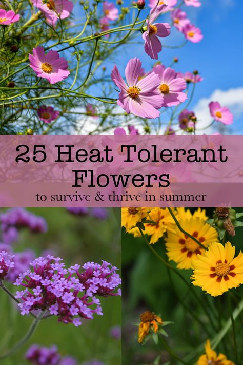 These are heat-tolerant flowers that can fill your garden with delicate and vibrant blooms through those sweltering summer months. Ideas for your summer garden. Perennial Flowers That Bloom All Summer, Plants For Hot Weather, Drought Tolerant Flowers, Heat Tolerant Flowers, Heat Tolerant Plants, Courtyard Plants, Flowers Last Longer, Flowers To Grow, Grow Flowers