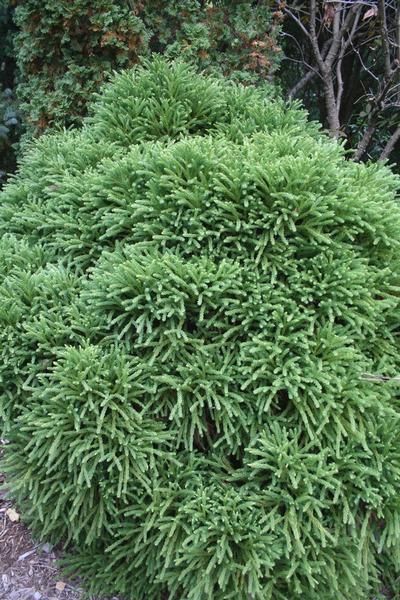 Cryptomeria japonica 'Globosa Nana'|| Cryptomeria Globosa Nana, Foundation Landscaping, Globosa Nana, Emerald Arborvitae, Conifer Garden, Cryptomeria Japonica, Dry Shade Plants, Japanese Cedar, Conifers Garden