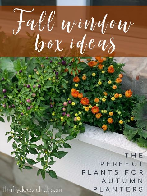 Pretty fall window box and container ideas from Thrifty Decor Chick Fall Flower Boxes, Fall Potted Plants, Shade Plants Container, Exterior Planter, Fall Container Plants, Window Box Ideas, Fall Pots, Fall Window Boxes, Plant Decor Ideas