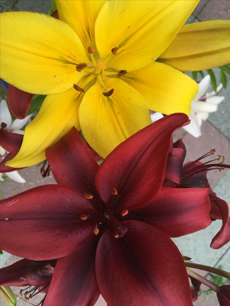 Lily flower garden maroon and yellow Maroon And Yellow Wedding, Yellow Flower Arrangements, 33 Birthday, Flower Backdrop Wedding, Brisbane Broncos, Yellow Party, Color Palette Yellow, Yellow Theme, Backdrop Wedding