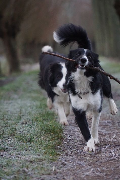 Border Collie Poodle Cross, Dog Therian, Border Collie Australian Shepherd, Brown Border Collie, Maremma Sheepdog, White Border Collie, Akhal Teke Horses, Beautiful Dog Breeds, Border Collie Puppies