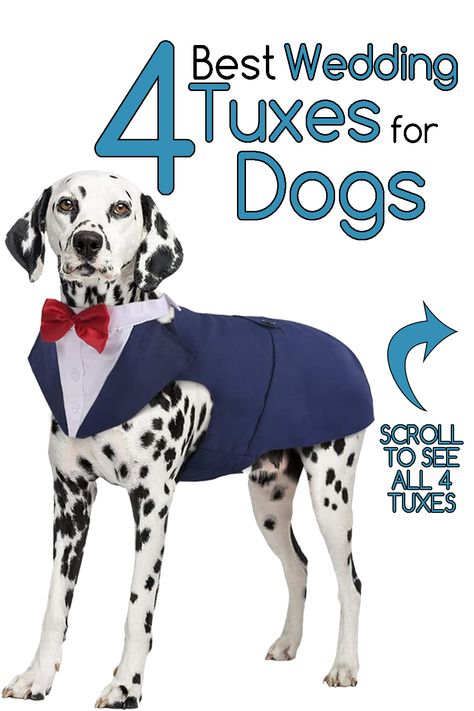 We went out and found the highest rated 4 best wedding tuxedos for dogs! All of these tuxes are highly rated and ready to make your dog part of your special day. With sizes ranging from from S-XXL any dog can not only attend a wedding, but look their best.  



#tuxesfordogs #dogsatweddings #dogclothesforweddings #weddingtuxesfordogs #weddingclothesfordogs Dog Tuxedo Pattern Free, Wedding Outfit Formal, Dog Tux, Dog Wedding Outfits, Dogs Labrador, Formal Dog, Dog Wedding Attire, Up Halloween Costumes, Redbone Coonhound