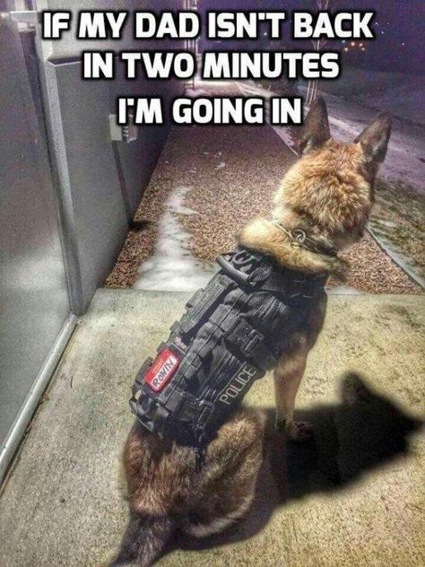 Wojskowy Humor, Military Working Dogs, Game Mode, Military Dogs, Police Dogs, Working Dogs, Service Dogs, Dog Quotes, Dog Memes